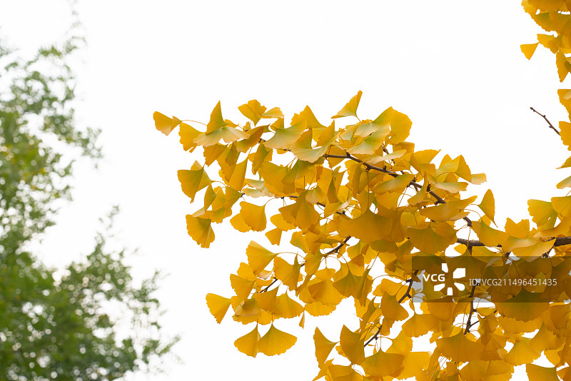 银杏树树叶图片素材