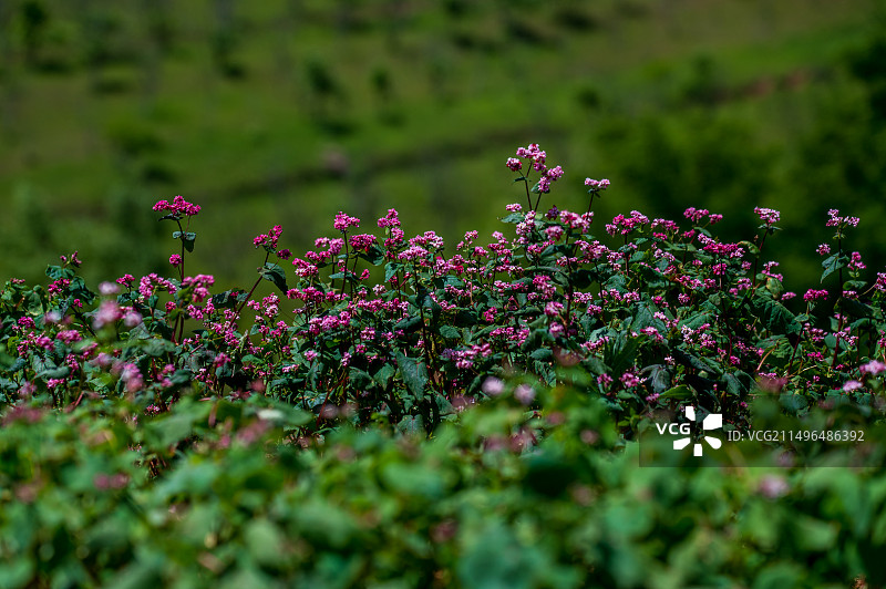 初夏荞麦花开时图片素材