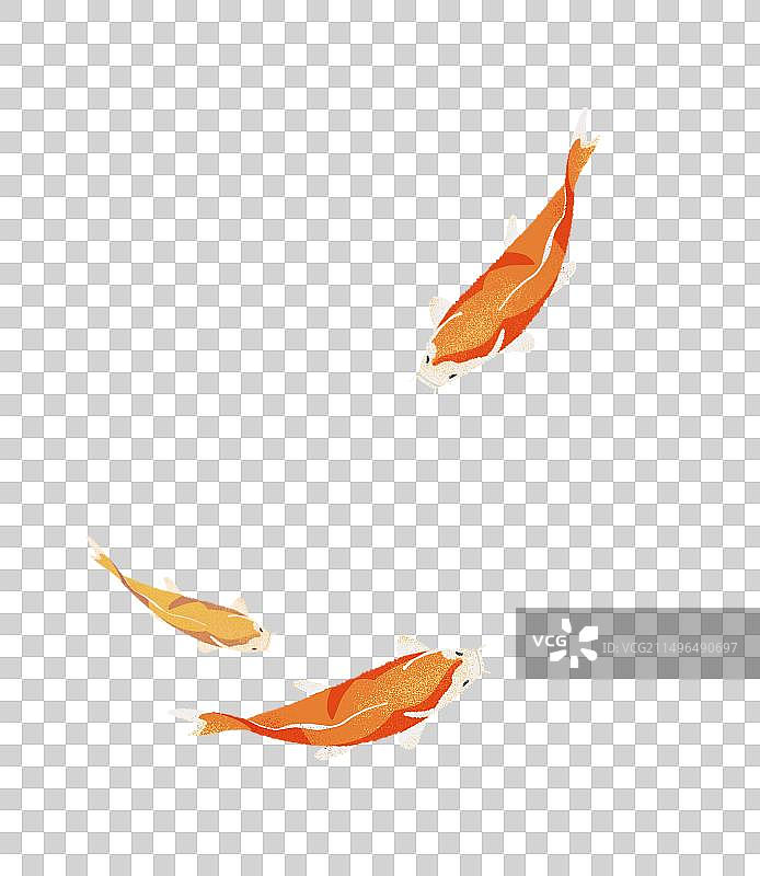 锦鲤鲤鱼红色鱼插画图片素材