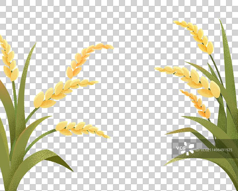 小麦植物农作物插画图片素材