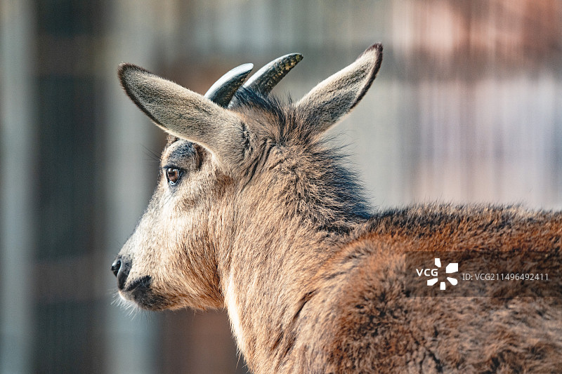 自然与生命图片素材