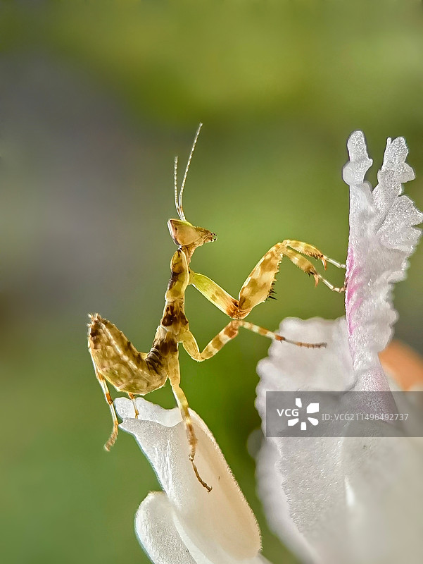 丽眼斑螳图片素材