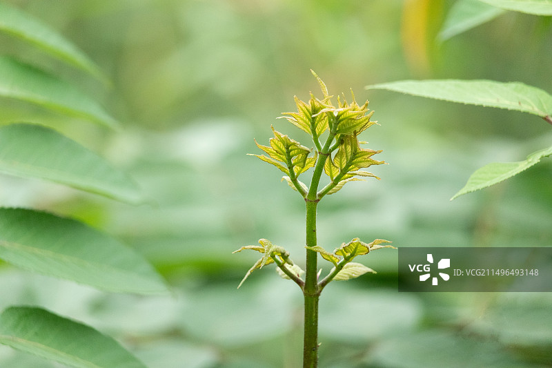 野菜刺老芽刺嫩芽刺龙芽刺老包蔬菜静物特写图片素材