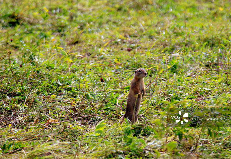 内蒙古乌兰布统郊外的野生动物图片素材