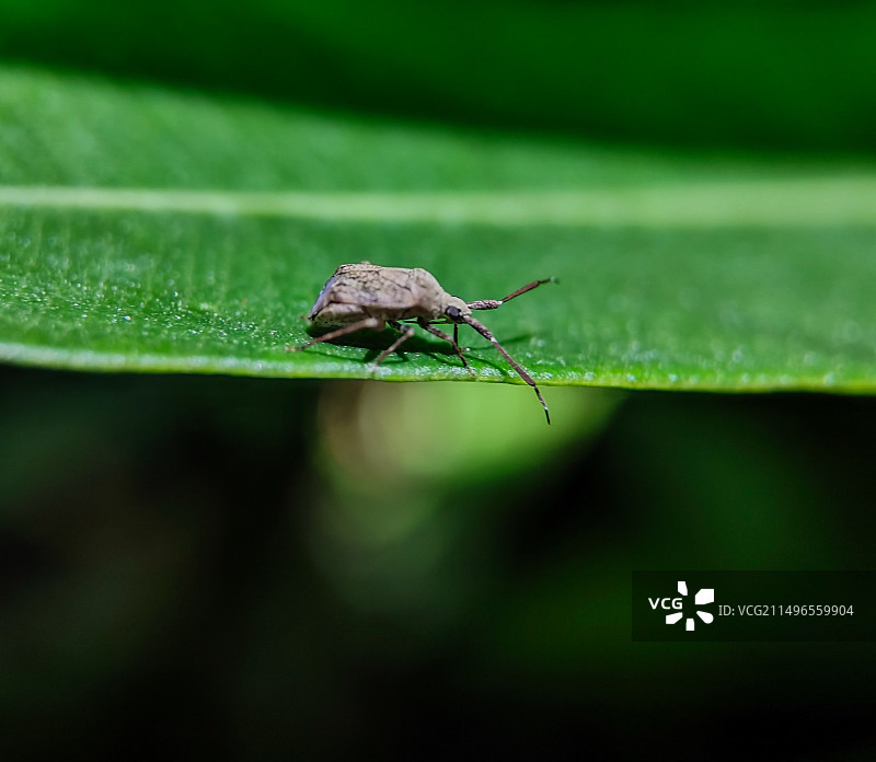 夜间小动物图片素材