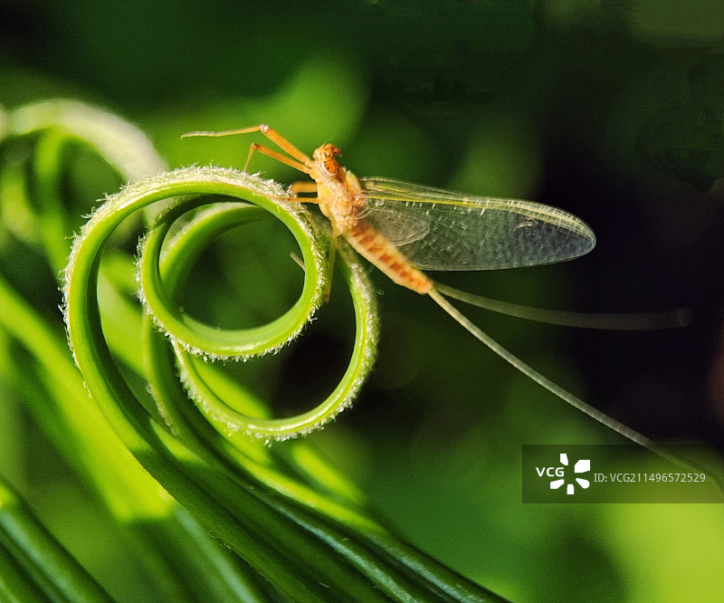 蜉蝣春梦图片素材