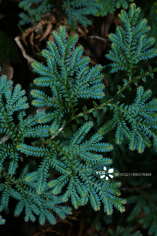 植物的色彩，翠云草图片素材