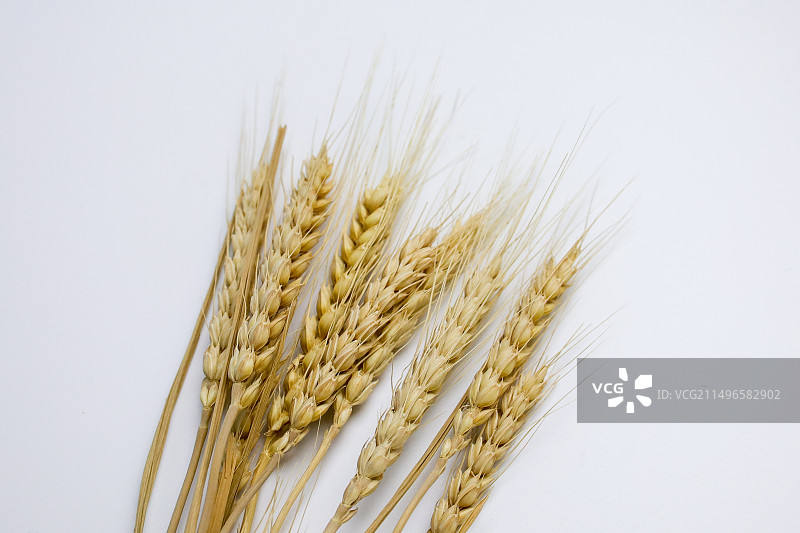 白色背景下麦穗的高角度视图图片素材