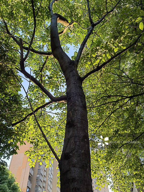 被初升的太阳照着的树图片素材