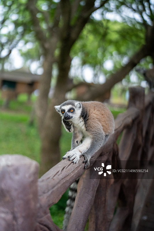 上海野生动物园的动物们图片素材