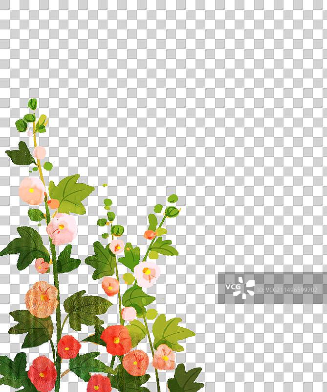 一簇蜀葵花图片素材