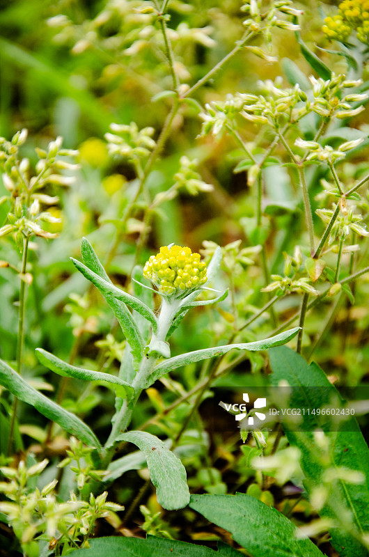 广西桂林灌阳县3月的水牛花特写图片素材