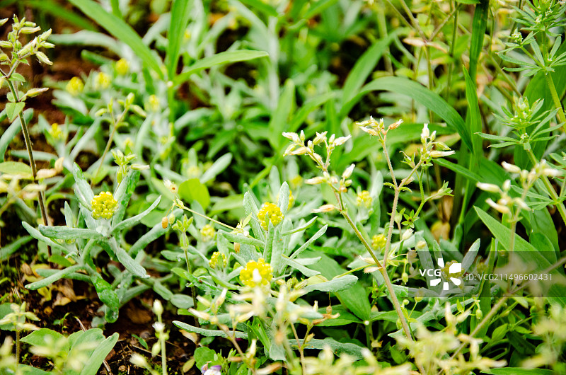 广西桂林灌阳县3月的水牛花特写图片素材