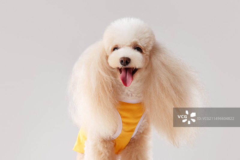 白色背景的贵宾犬图片素材