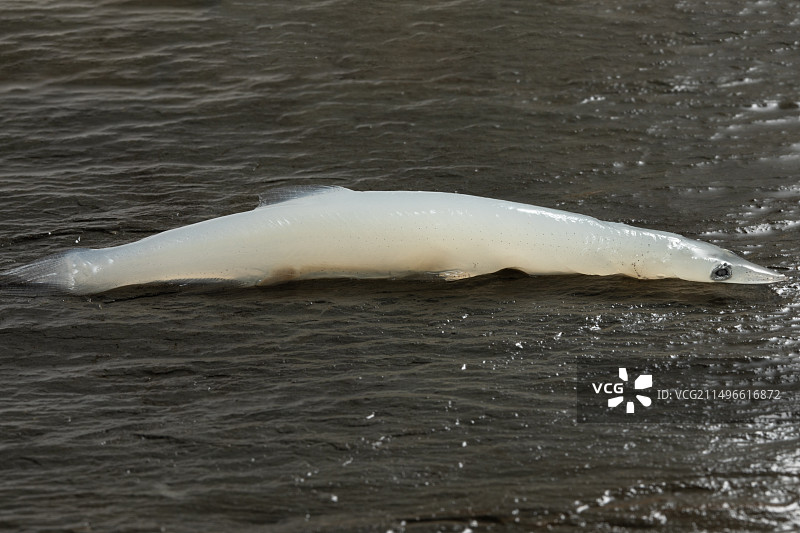 青石板上的太湖银鱼图片素材