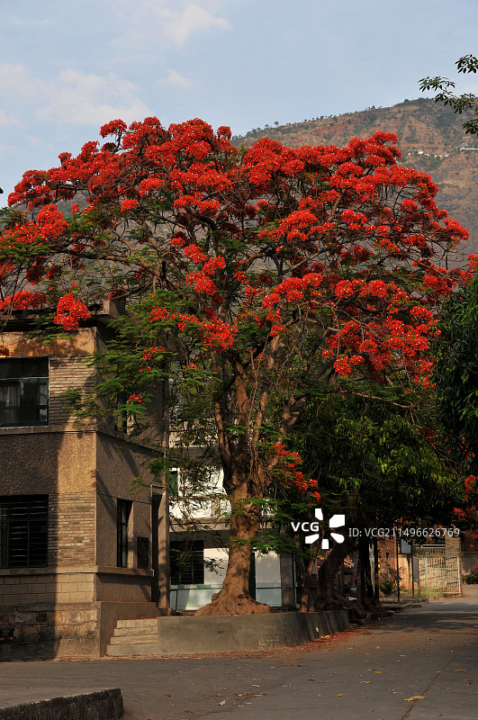 绿汁镇的凤凰花开了图片素材