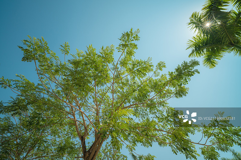 蓝天下树木的低角度视图图片素材