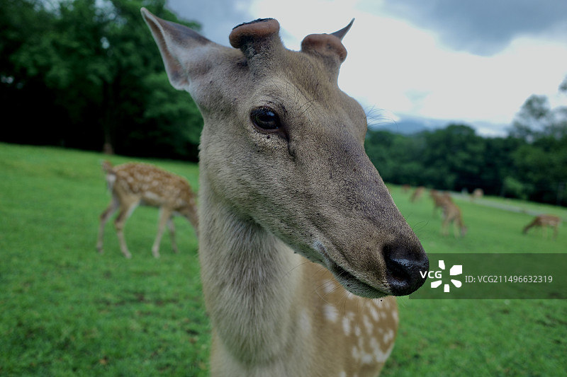皇家鹿苑图片素材