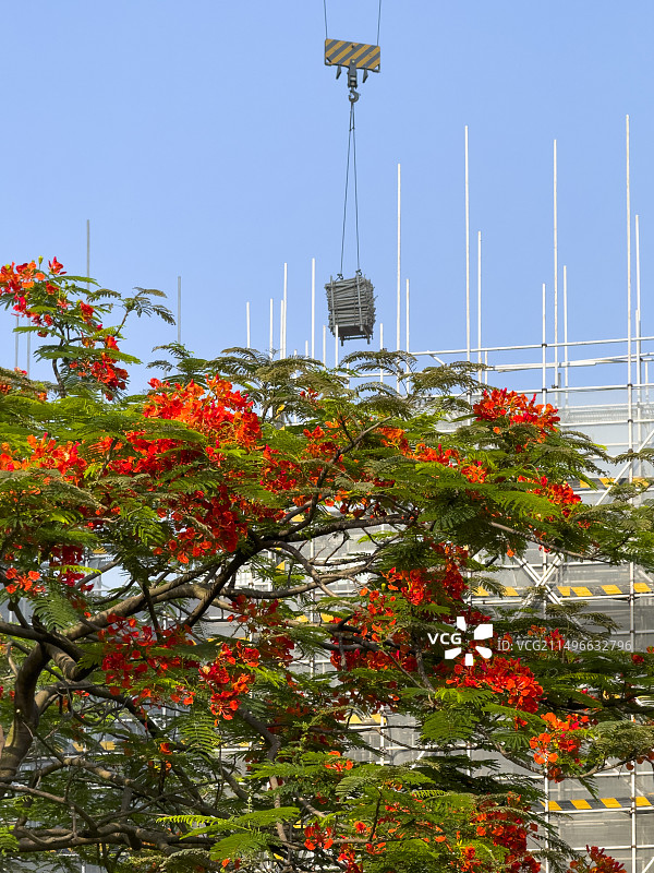 夏天里怒放的凤凰木（红花楹、火树、火凤凰、火树、红楹、金凤花）图片素材
