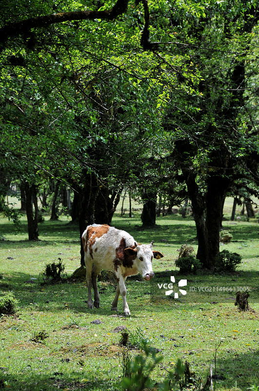 树林里的牛图片素材