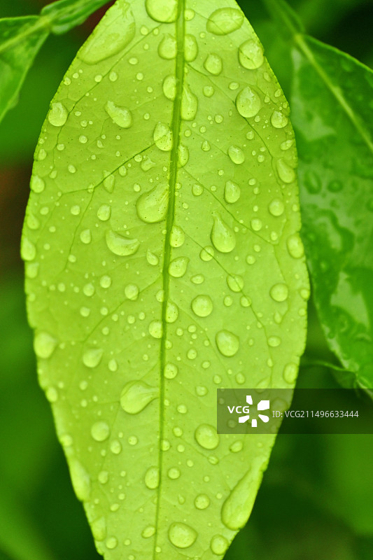 雨滴落在树叶上的特写镜头图片素材