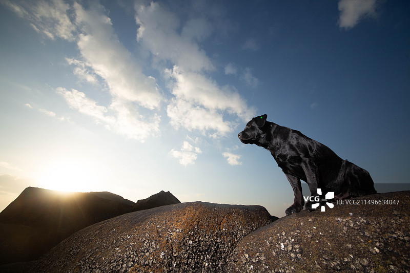 黑色拉布拉多海边图片素材