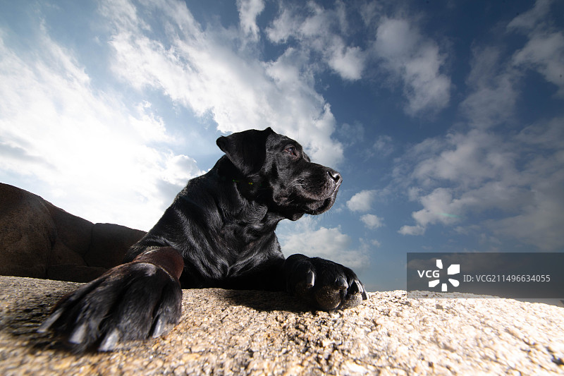 黑色拉布拉多海边图片素材