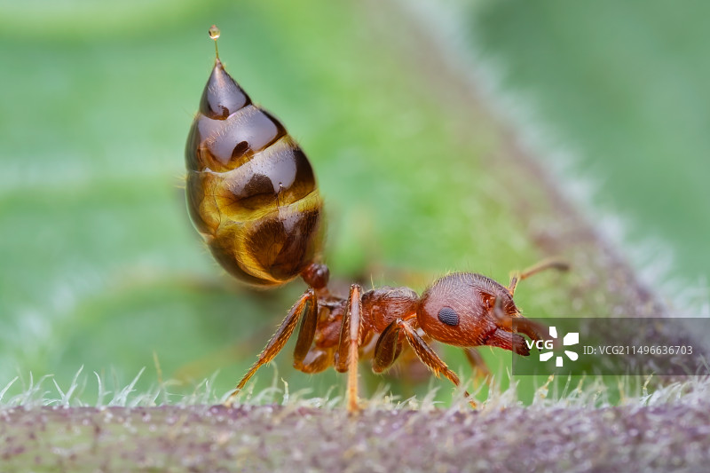 《举腹蚁》图片素材