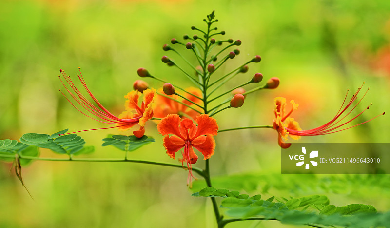 洋金凤. 摄于广州海珠湖图片素材