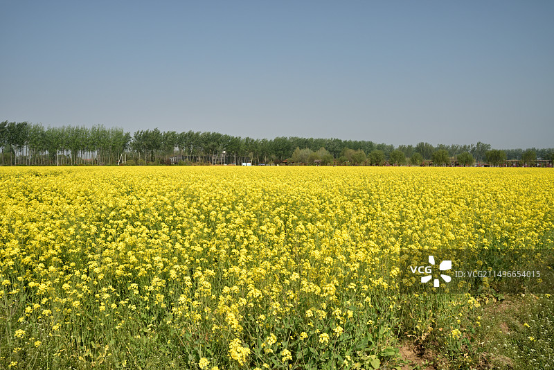 河北省晋州市周家庄农业观光园图片素材
