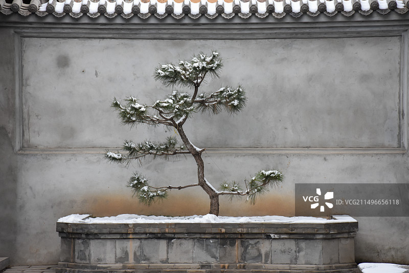 观赏性植物图片素材