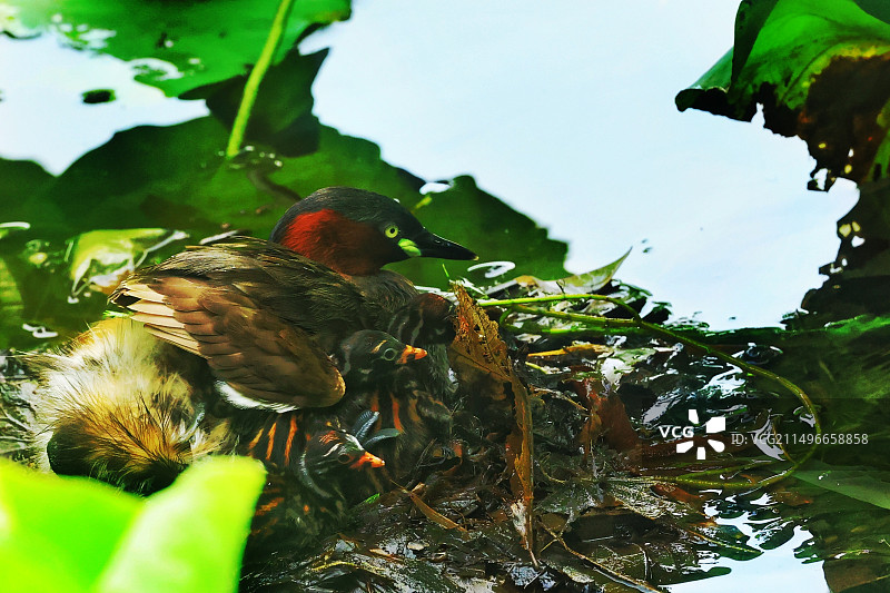 鸊鷉妈妈和孩子们图片素材