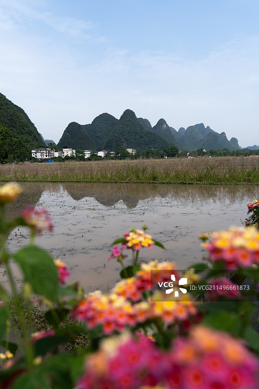 阳朔遇龙河唯美花海 十里画廊图片素材