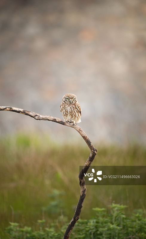 纵纹腹小鸮图片素材