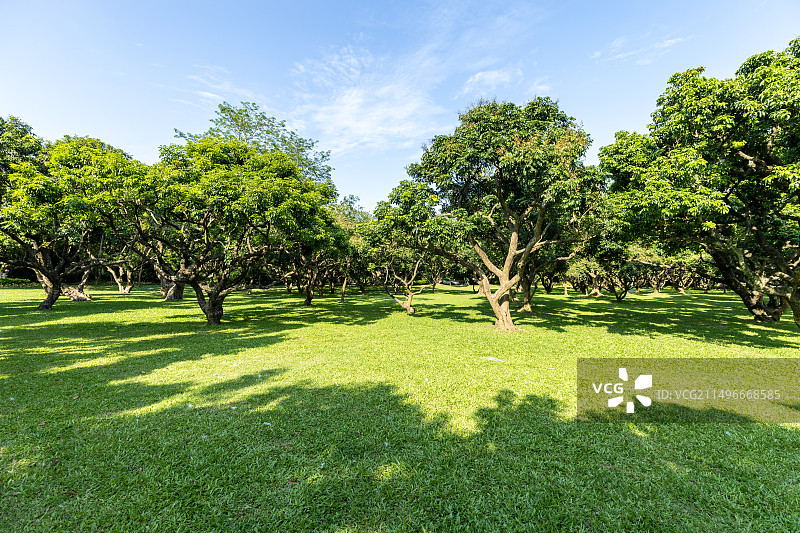 荔枝林、荔枝树、公园绿化草坪图片素材