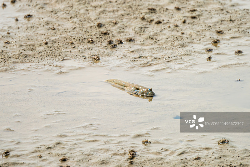 浅滩上的弹涂鱼特写图片素材