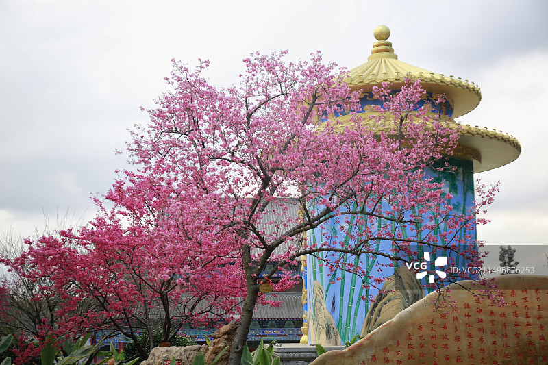 樱花盛开的韶关东华禅寺图片素材