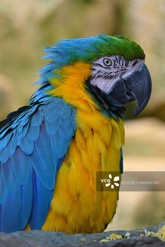 成都鸟语林图片素材