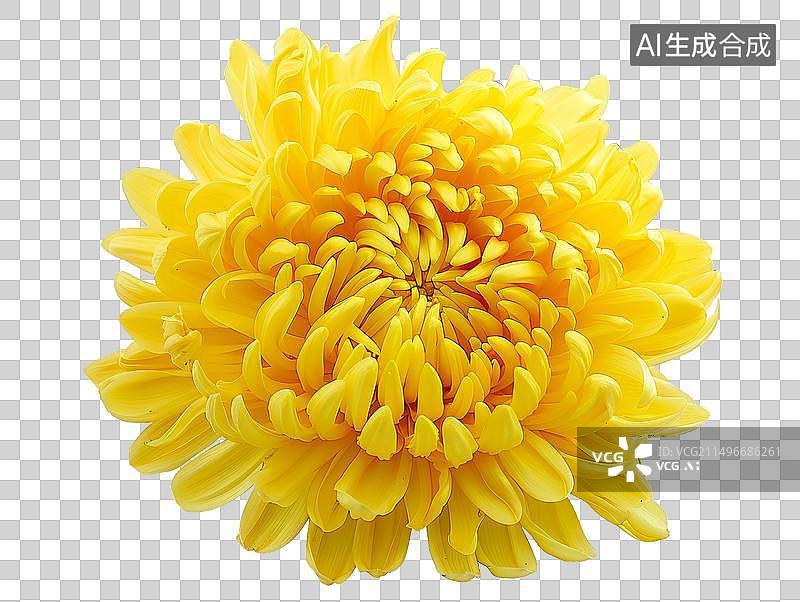 【AI数字艺术】免抠菊花元素图片素材