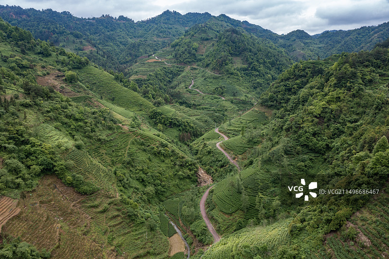 航拍湖南湘西保靖县黄金茶茶园图片素材