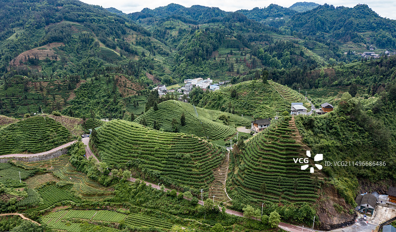 航拍湖南湘西保靖县黄金茶茶园图片素材