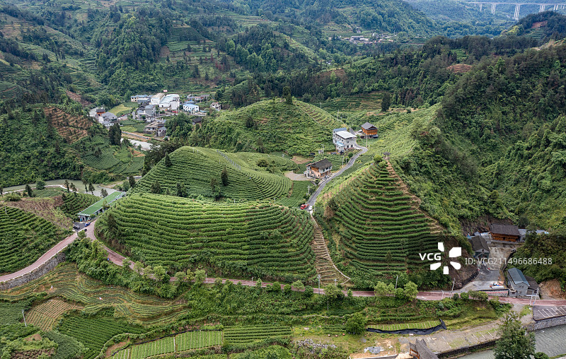 航拍湖南湘西保靖县黄金茶茶园图片素材