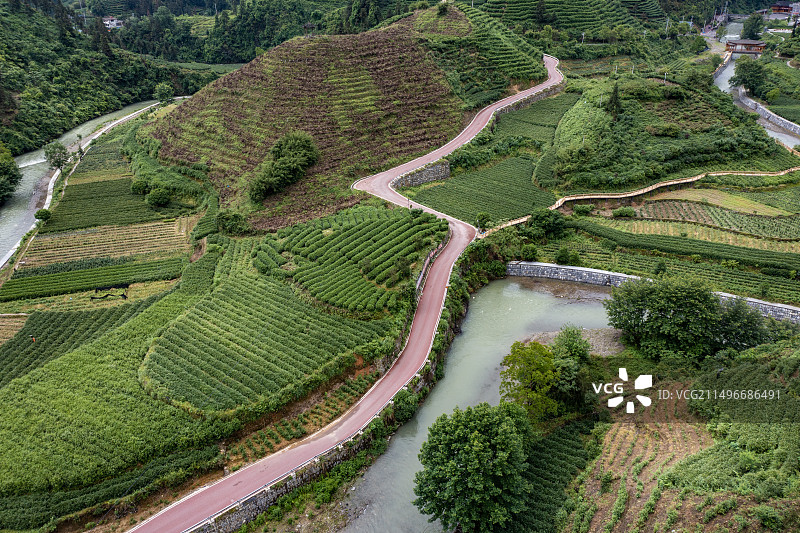 航拍湖南湘西保靖县黄金茶茶园图片素材