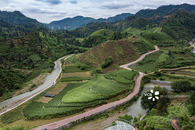 航拍湖南湘西保靖县黄金茶茶园图片素材