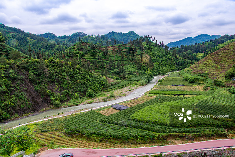 航拍湖南湘西保靖县黄金茶茶园图片素材