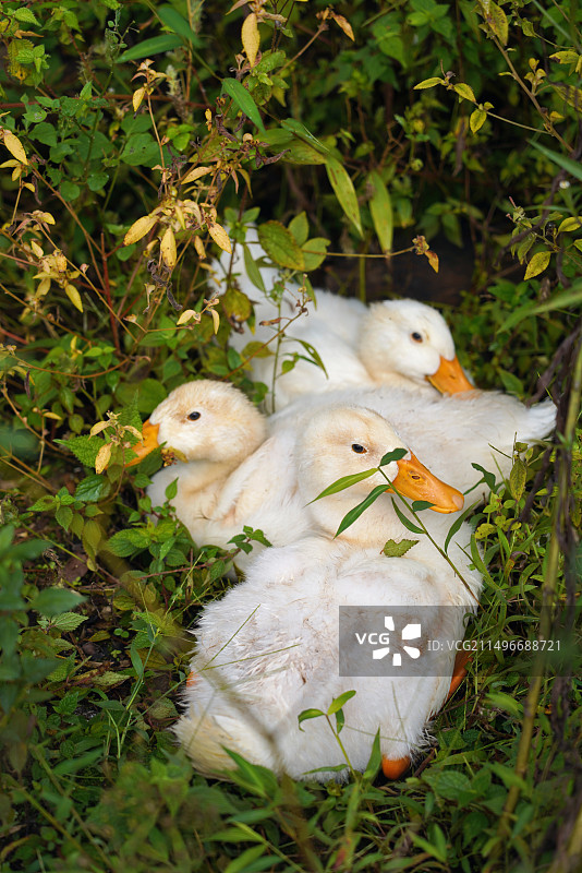 一群小鸭子图片素材