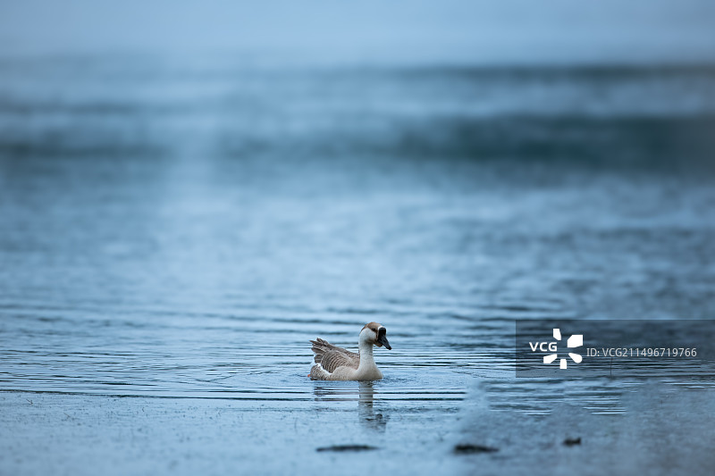 清晨在溪水中自由觅食的鸭子图片素材