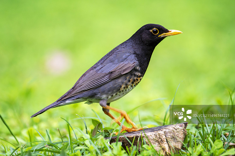 乌灰鸫雄鸟1图片素材