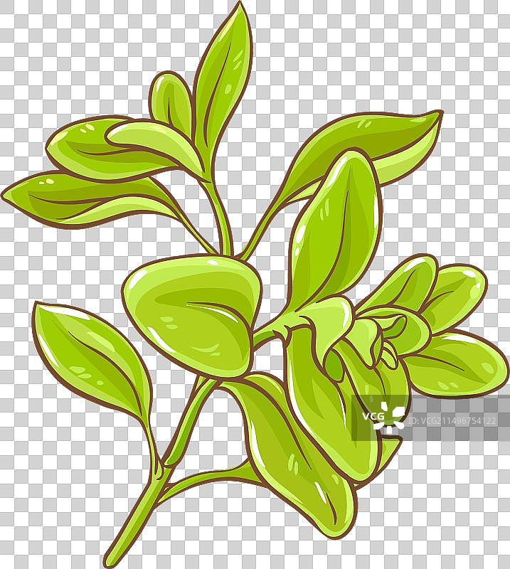 彩色详细的马郁兰枝图片素材