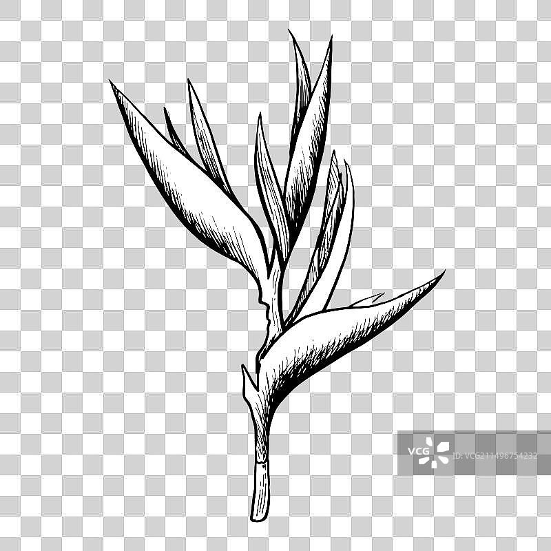 线条艺术天堂鸟蕉图片素材